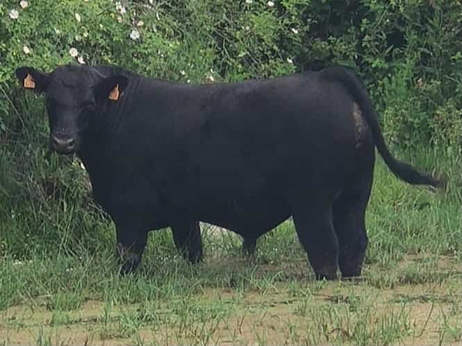 Mackanas - Angus