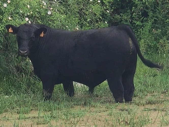Mackanas