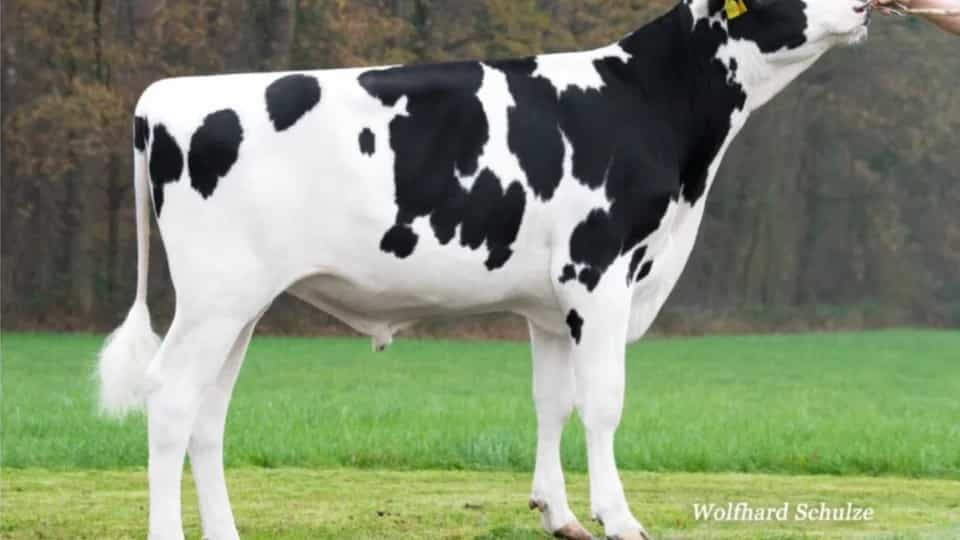 NEXUS - Holstein