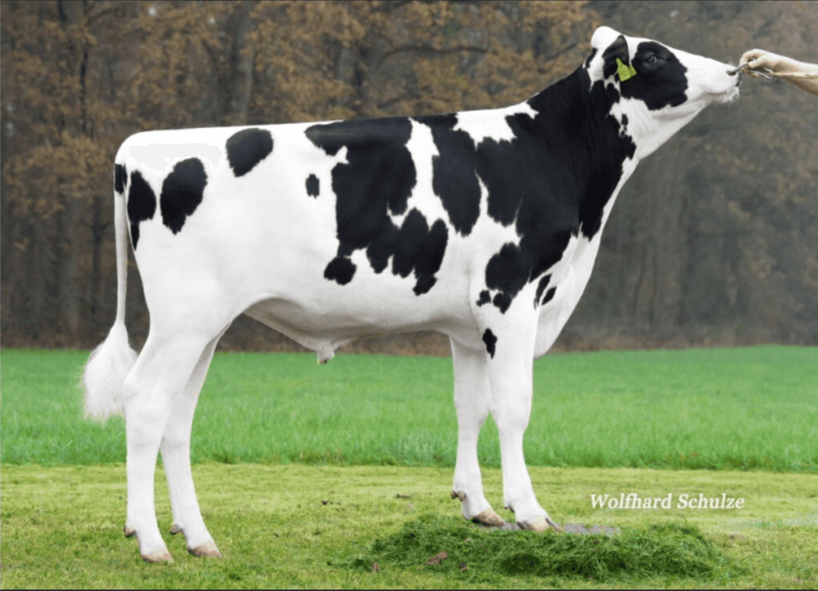NEXUS - Holstein