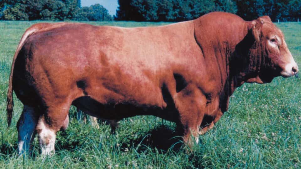 Obel - Limousine
