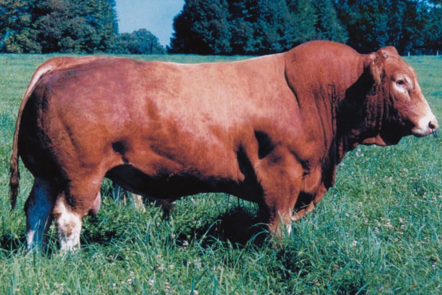 Image de Obel