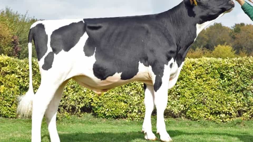 OTIS - Holstein