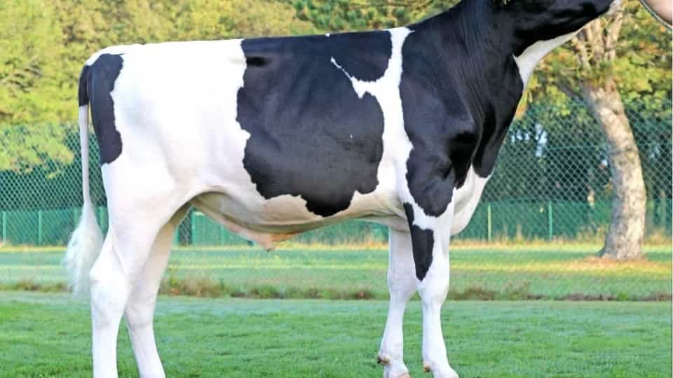 PERU - Holstein