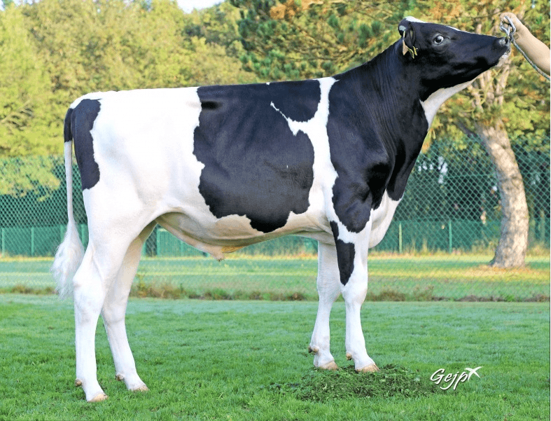 PERU - Holstein