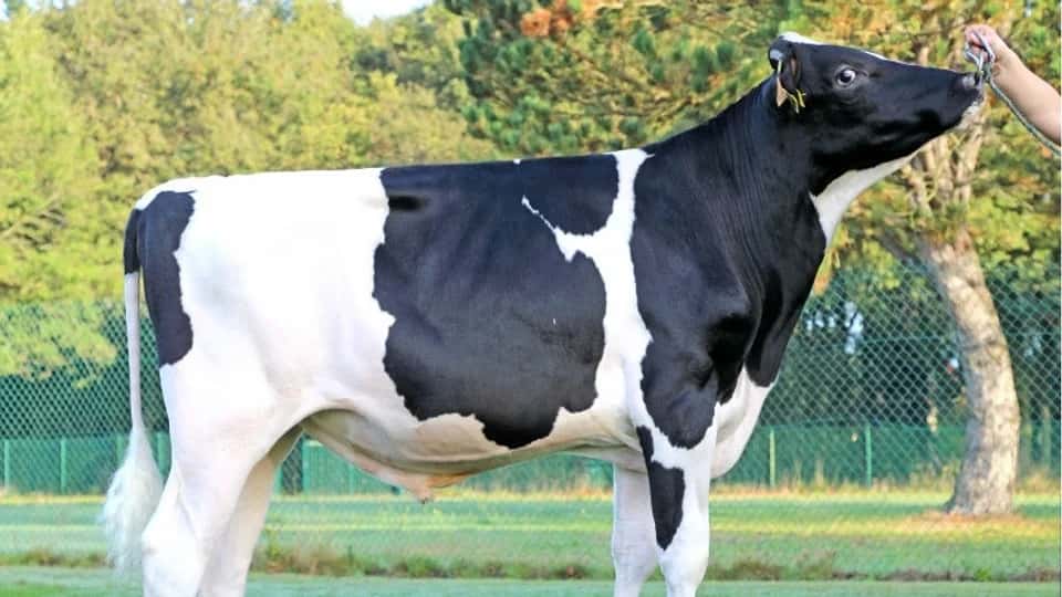 PERU - Holstein