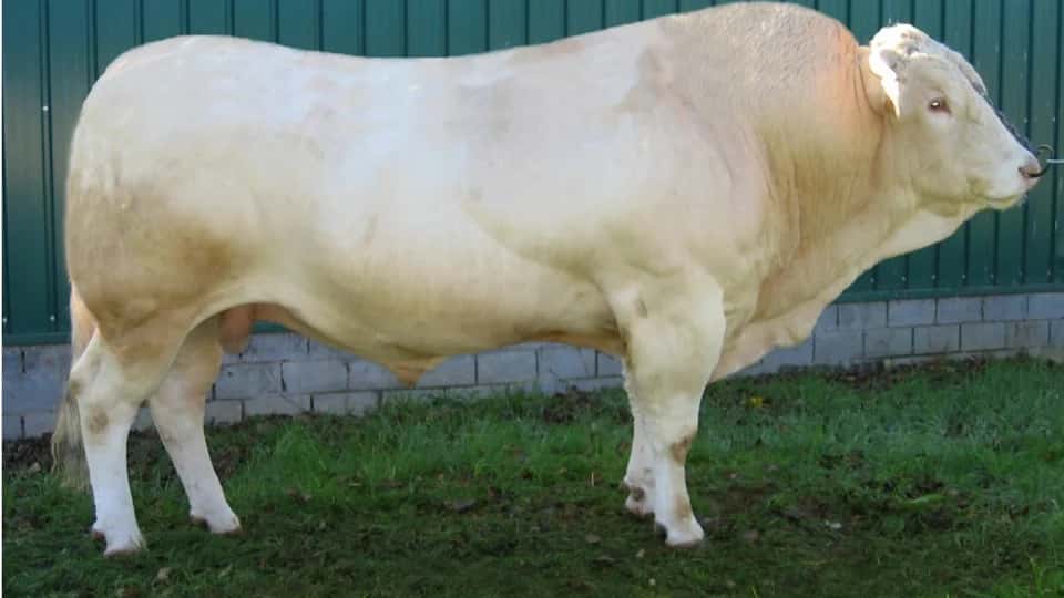 Peyo - Blonde d'aquitaine