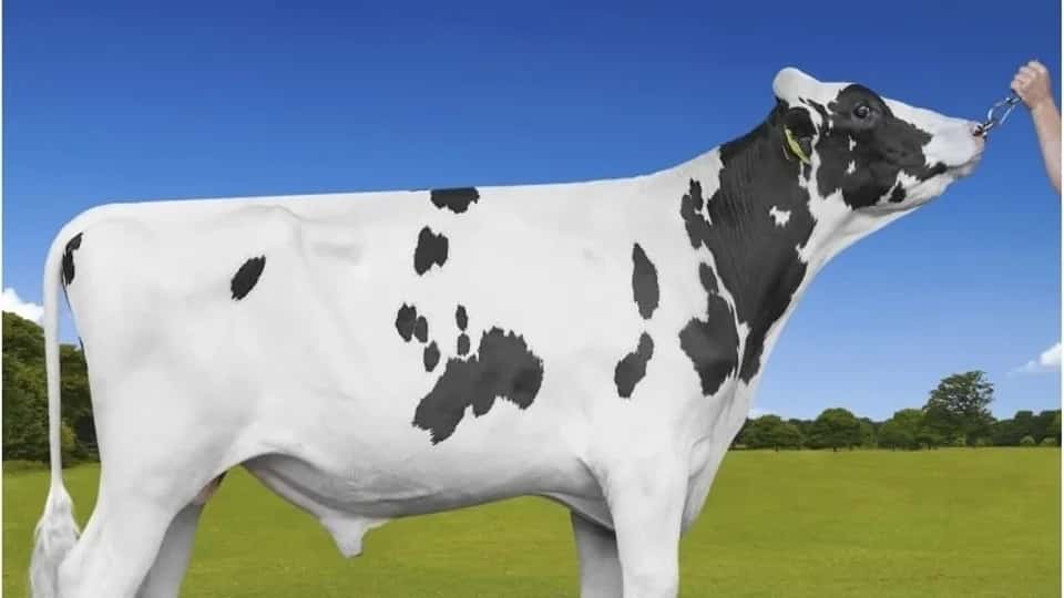PREMIUM - Holstein