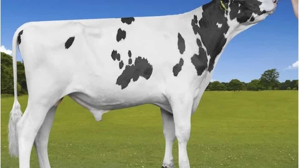 PREMIUM - Holstein