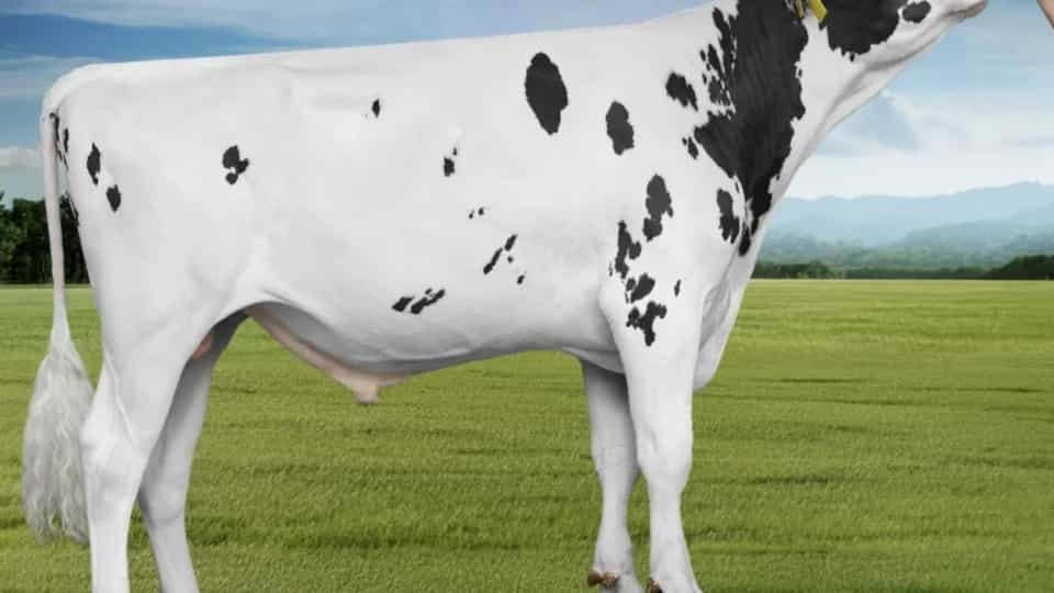 PRESION - Holstein