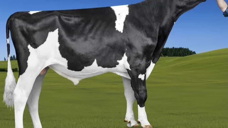 PUMA - Holstein