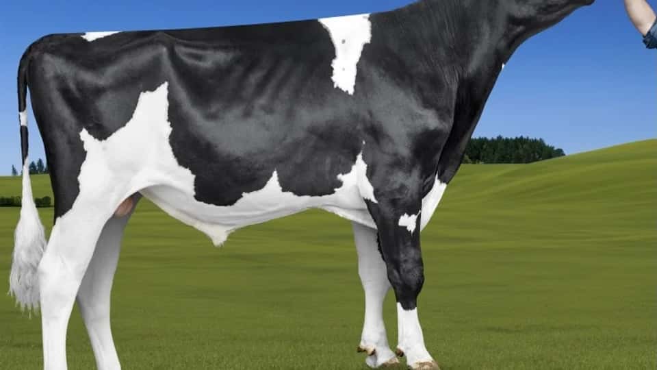 PUMA - Holstein