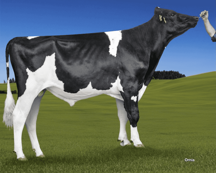 PUMA - Holstein