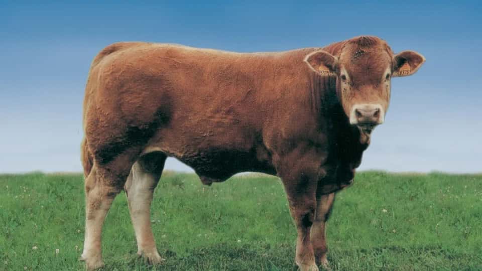 Rames - Limousine