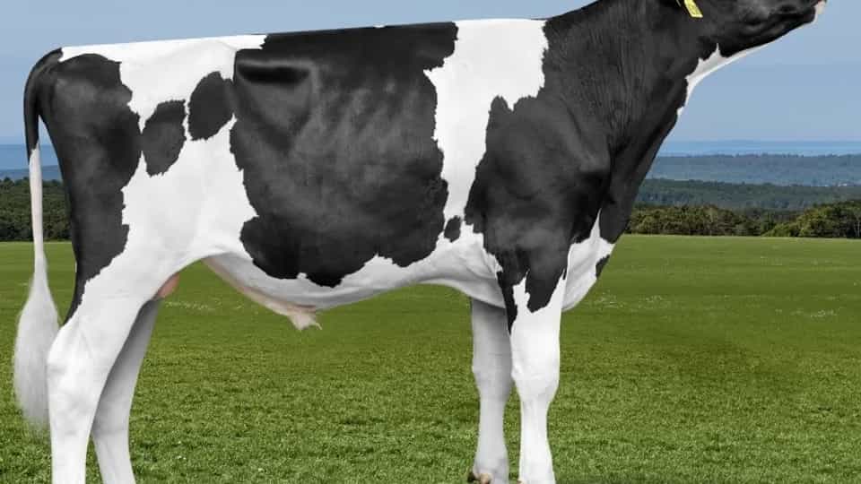 REEBOK - Holstein