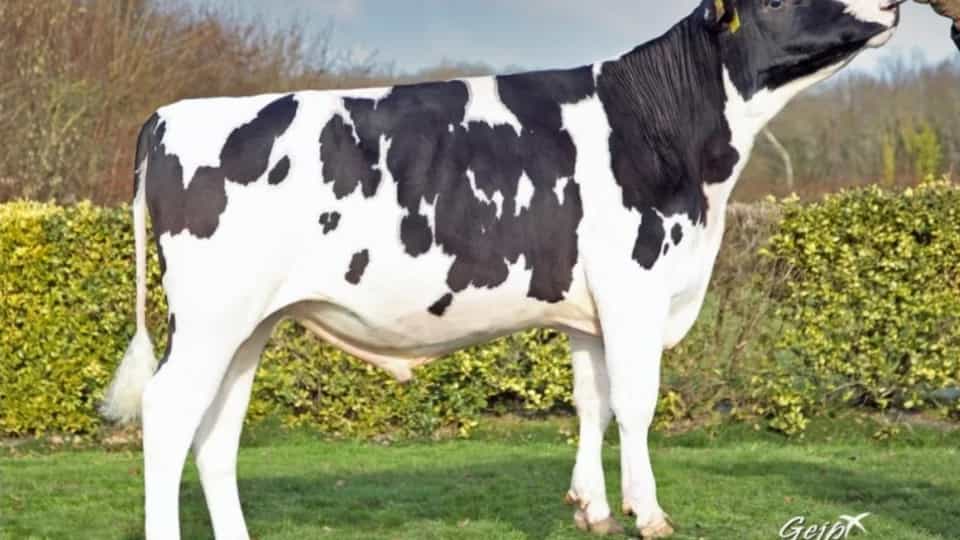REX P - Holstein