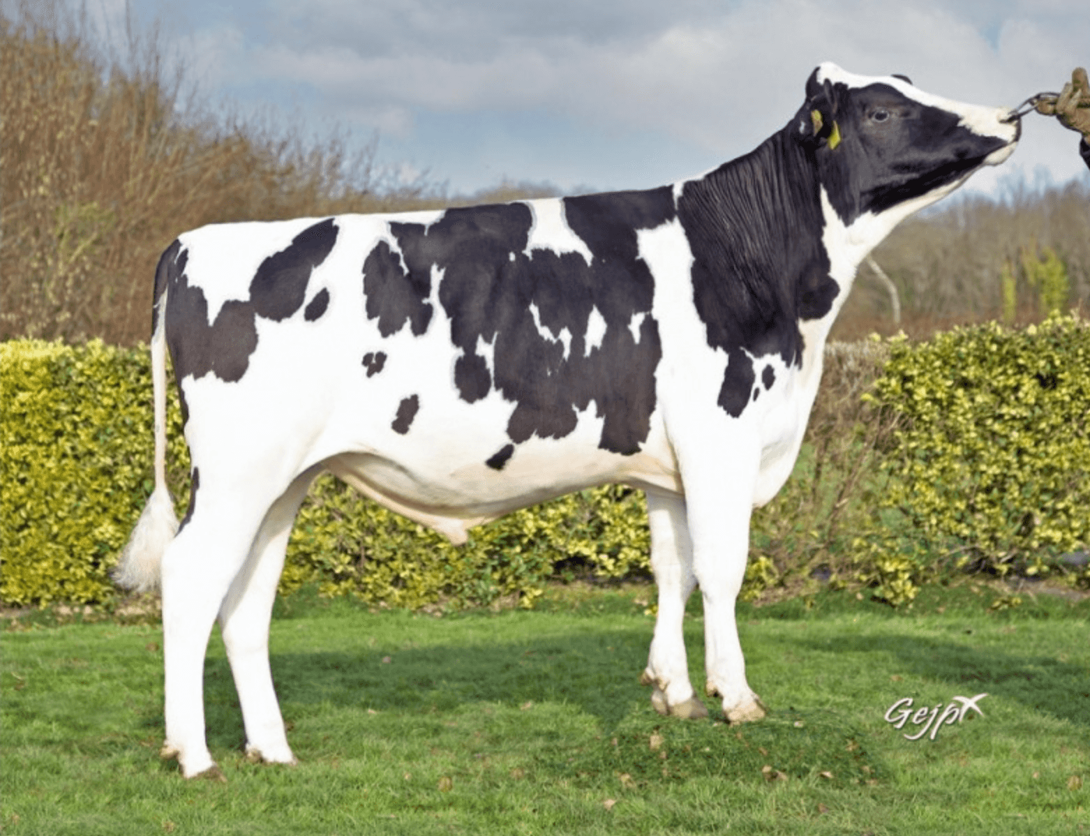 REX P - Holstein