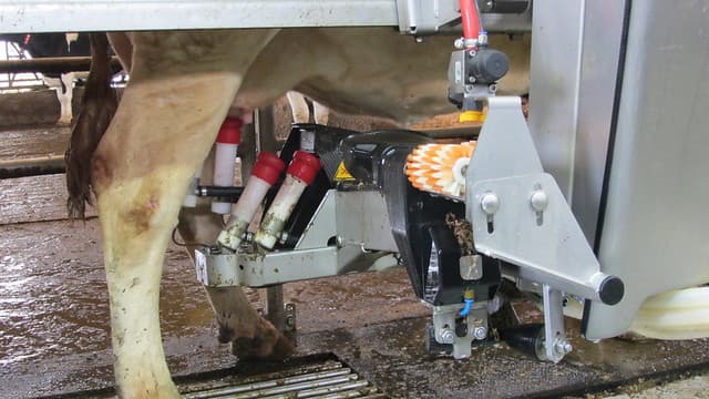 Les taureaux pour la traite robotisée !