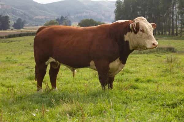 Hill - Hereford