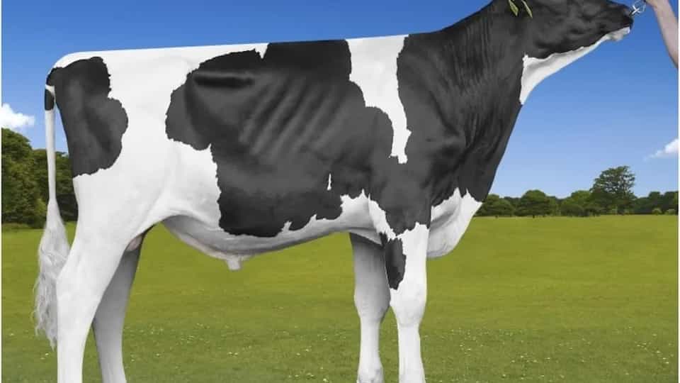 SKI - Holstein