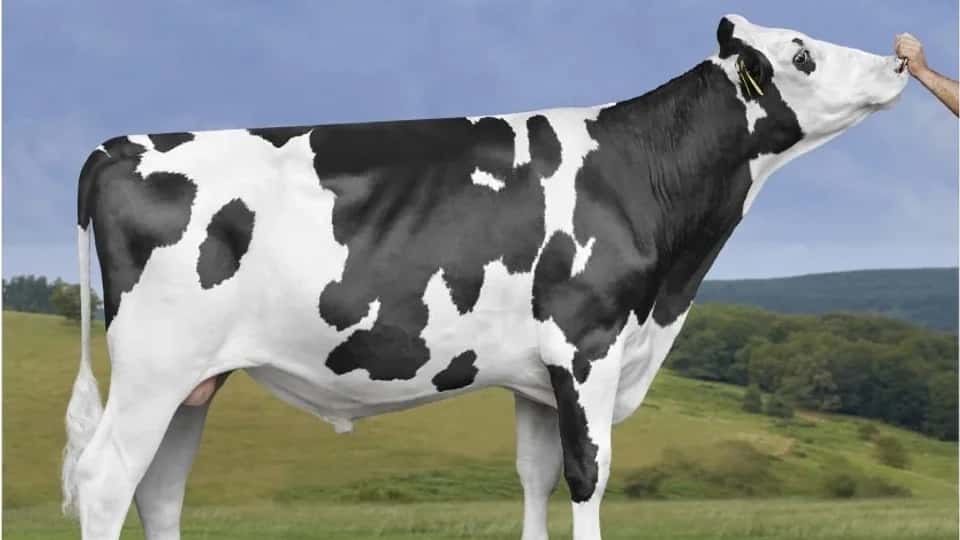 BOOKING SKY - Holstein