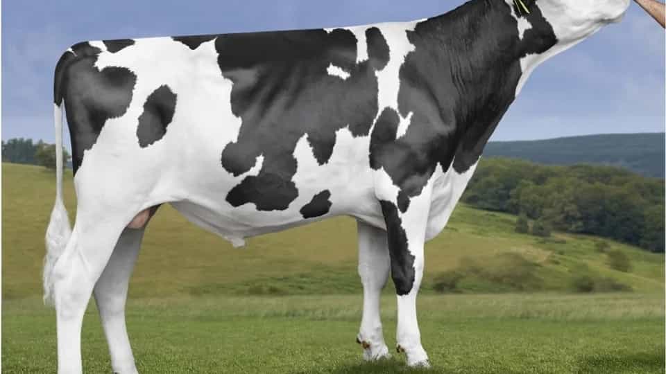 BOOKING SKY - Holstein