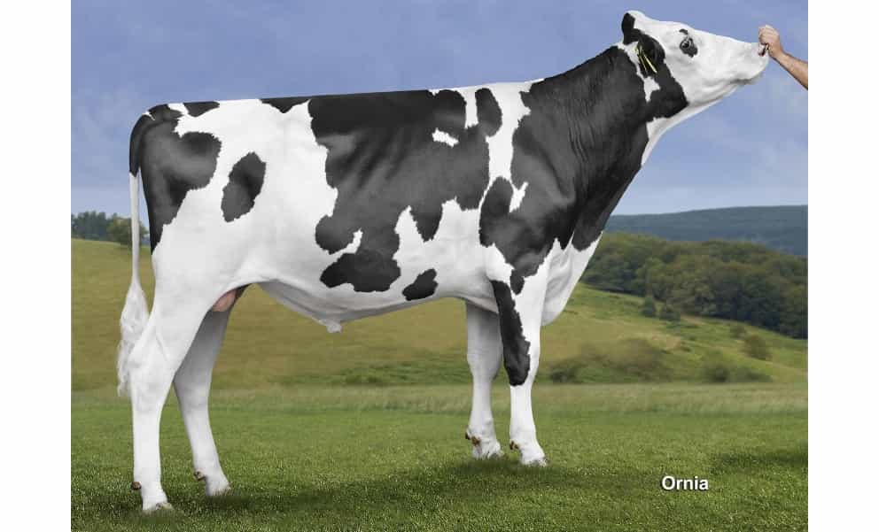 BOOKING SKY - Holstein