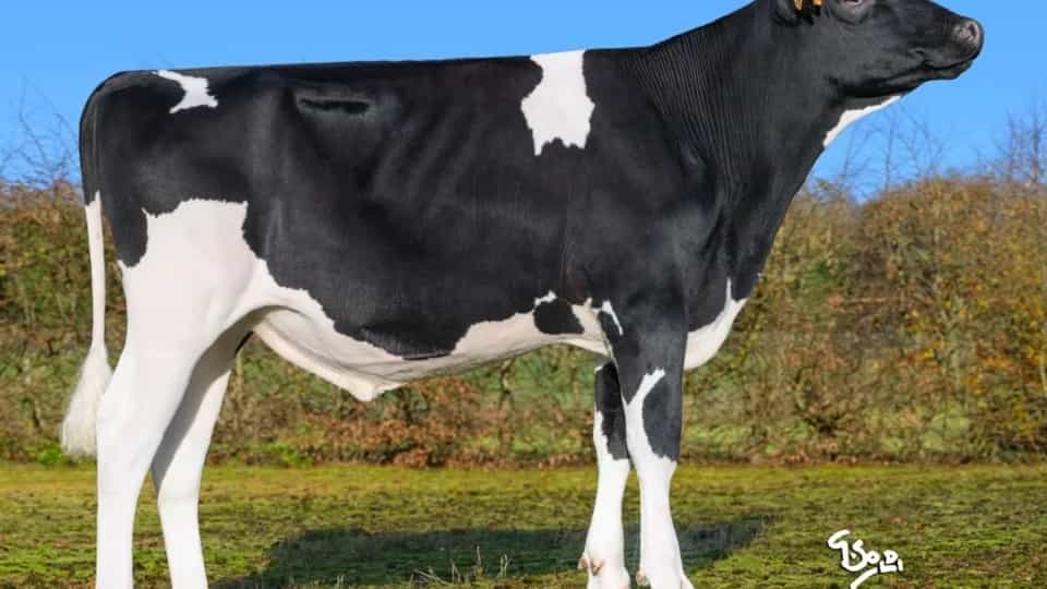 TROPICAL - Holstein