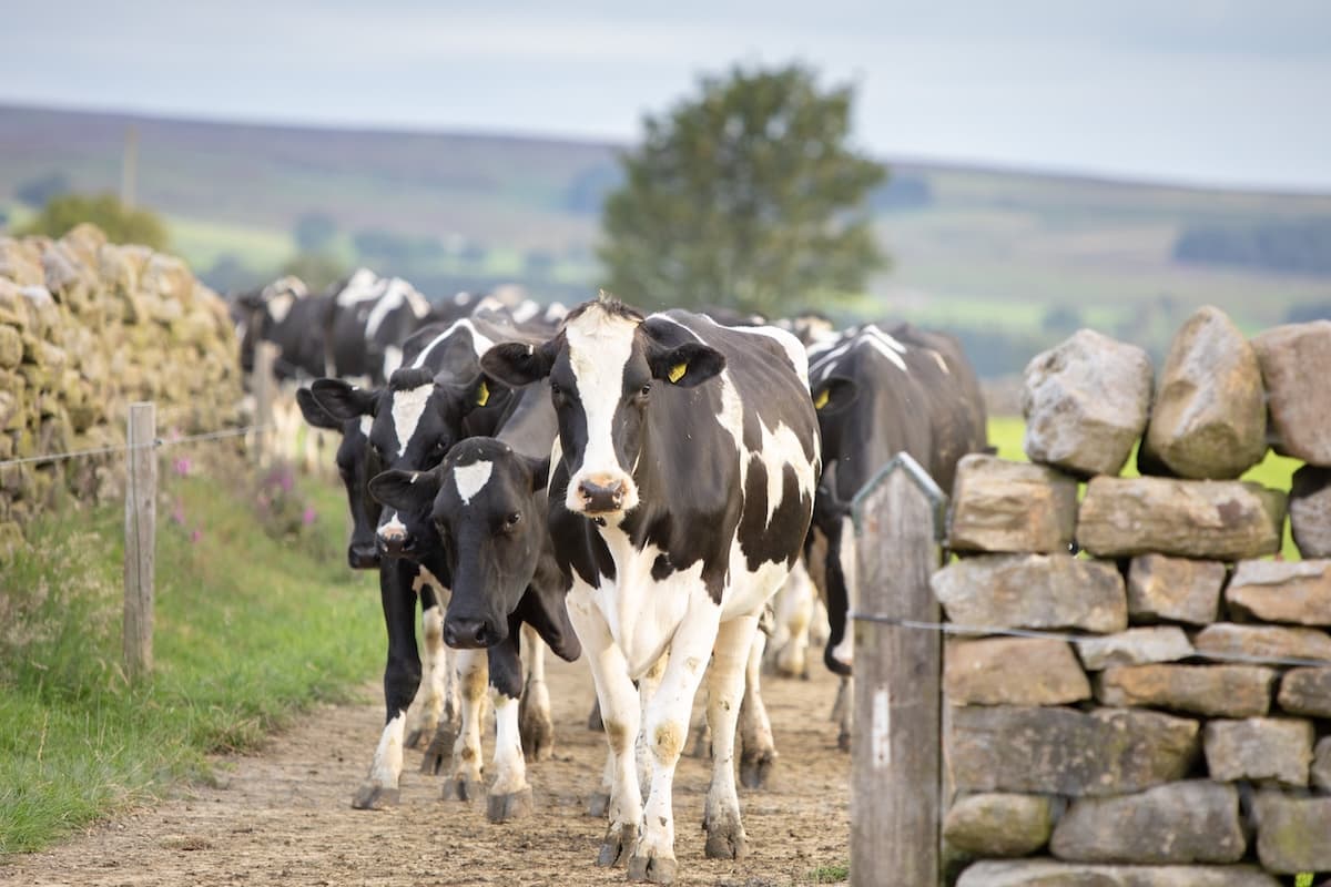 Vaches EBI