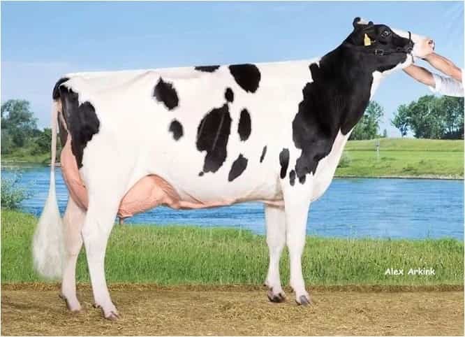 JAMIE JT - Holstein