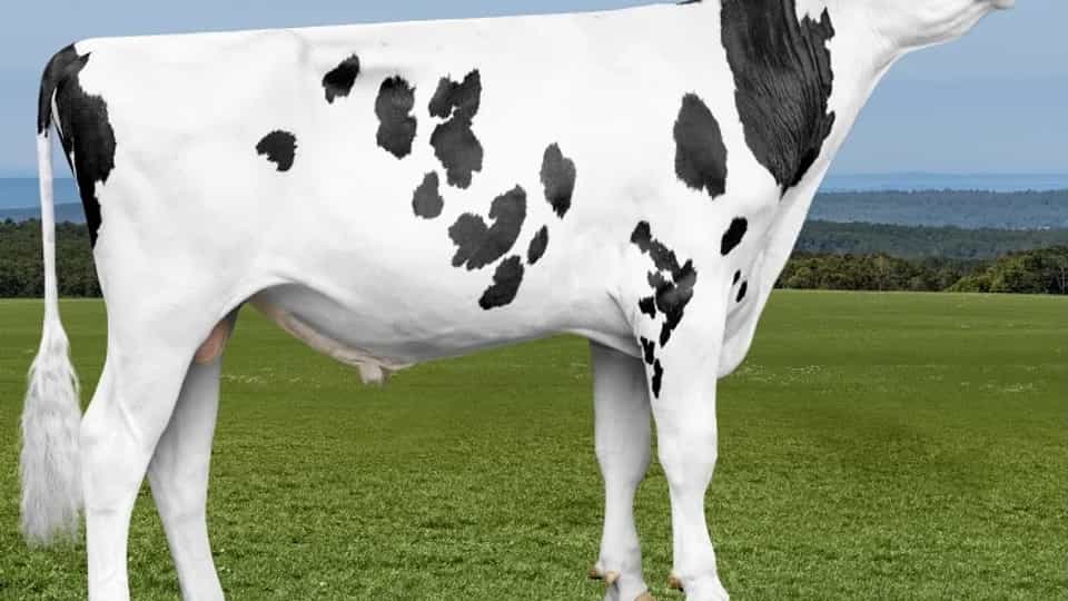 VISION - Holstein