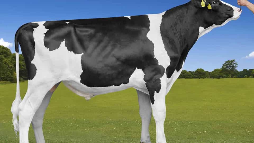 GEOX - Holstein