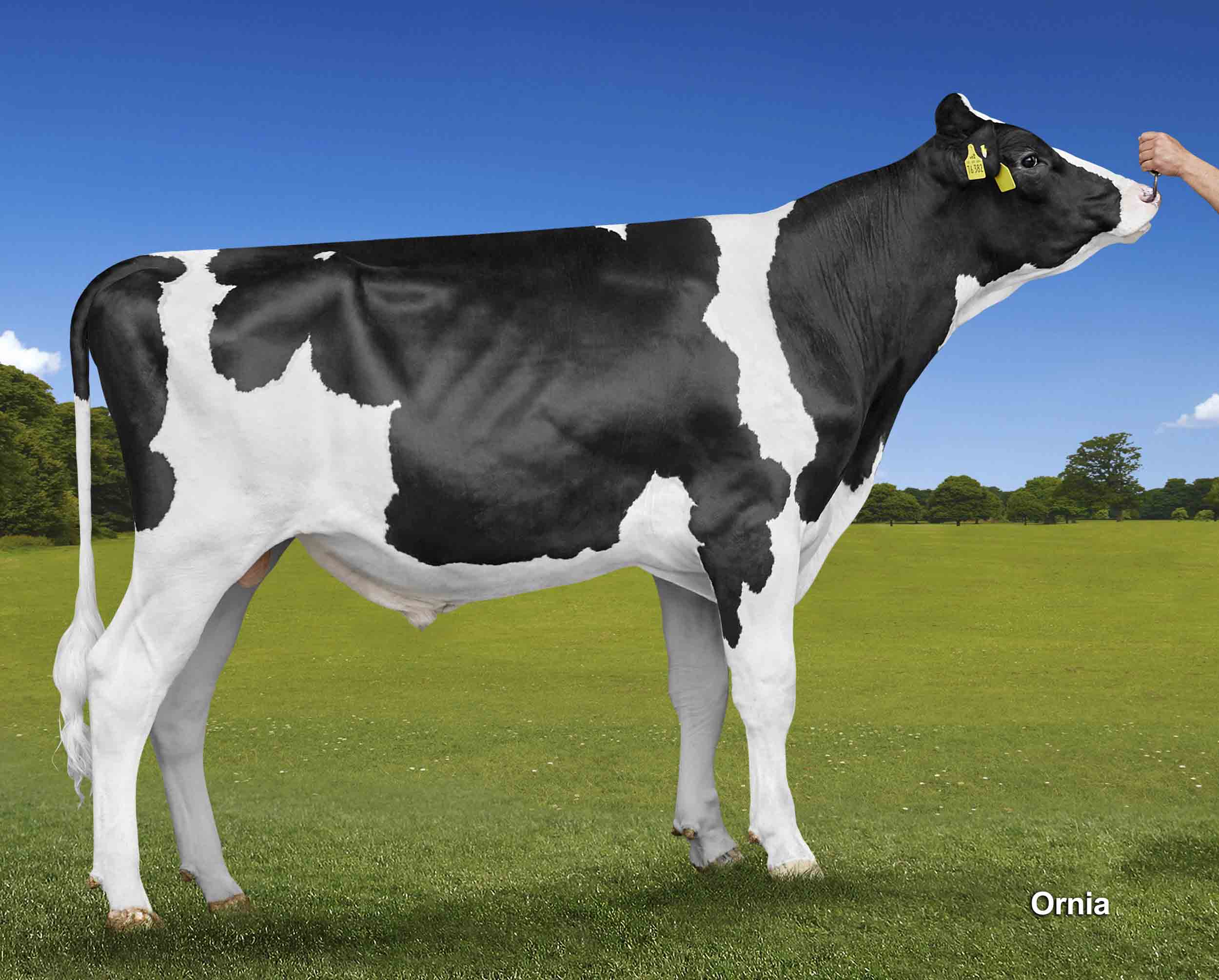 GEOX - Holstein