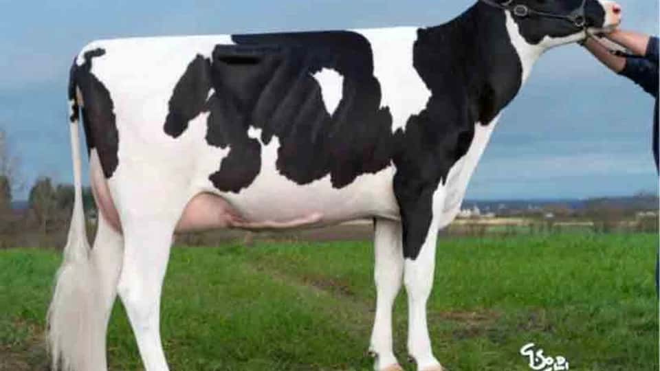 DIRECTOR - Holstein