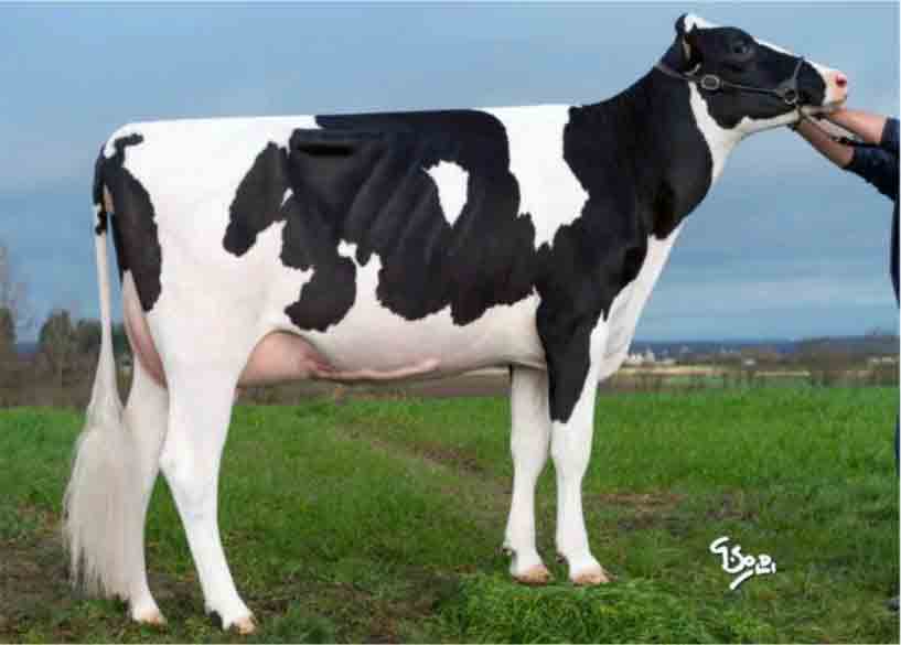 DIRECTOR - Holstein
