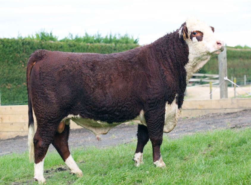 Taureau Hereford Merrythought Vintage Années 60 – Joyeuse Pensée Yomiko – Collection