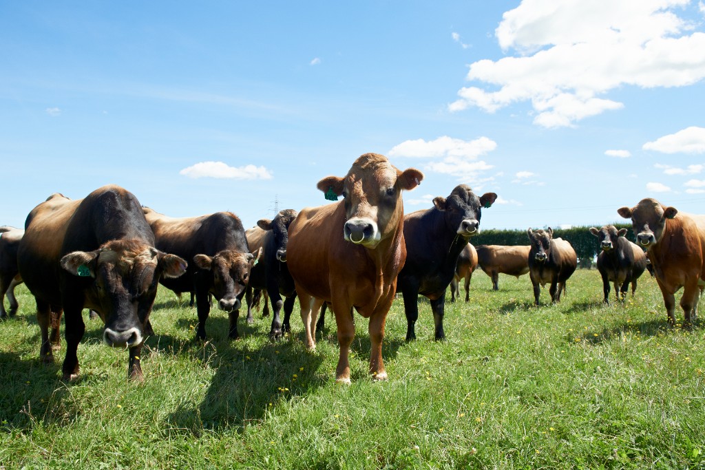 Troupeau de vaches au pâturage sous un ciel bleu